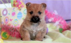 Male And Female Cairn Terrier Puppies Ready