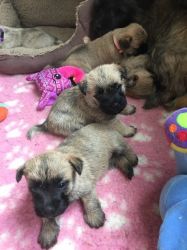 Cairn Terrier Puppies For Sale!