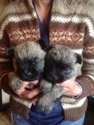 Pedigree Cairn Terrier Puppies