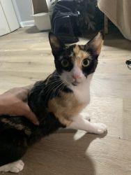 Female calico cat named mimi