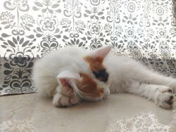 Healthy & Vaccinated 73 days old Persian Calico for Sale
