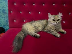 Calico Persian cat 1.2 year old female