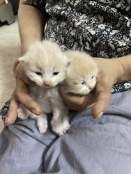 Sell to my kittens