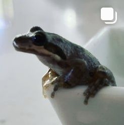 Baja California tree frog for sale