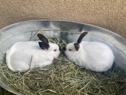 California Rabbits
