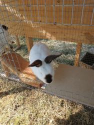 California Meat rabbits for sale