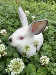 Ready for EASTER!!! Beautiful Californian bunnies!