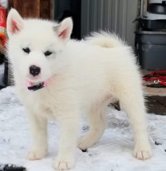 8 week old Canadian Eskimo puppies