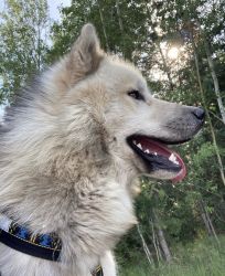 Rare and Majestic Canadian Eskimo Dog for Sale - Exquisite Companion f