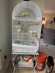 Seven Belgian Waterslager Canaries with Cage & Accessories