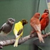 colorful canary birds ready now for adoption.