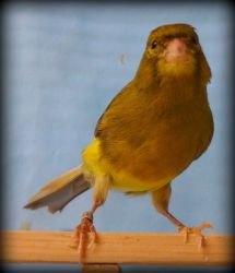 singing canaries