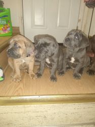 Cane corso puppies for sale!!