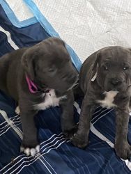 Females ready for homes