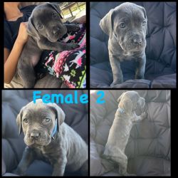 Cane corso puppies for sall