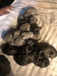 Puppies for sale. Grey, black, & black brindle