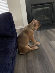 3 month old Cane Corso in need of a good home
