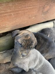 Cane Corso puppies Available