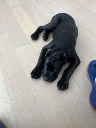 10 weeks old Male. Pure Cane corso has his shots and all.