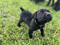 Cane corso puppies looking for a home