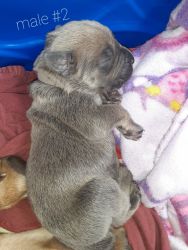 Cané Corso puppies born 7/17