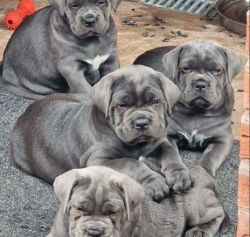 Blue Eyes Cane Corso pups for sale