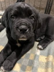 8 weeks old Cane Corso puppies
