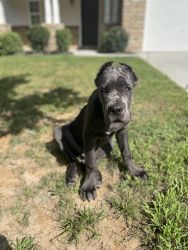 Cane Corso Rehoming