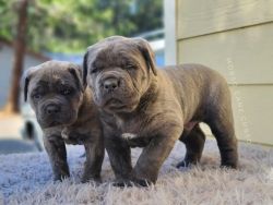 Cane corso puppies for adoption near me