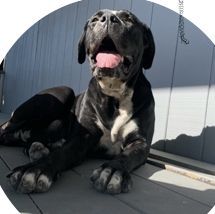 3 year old female cane corso. Black and white