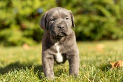 AKC Cane Corso male puppy in indiana