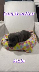 ICCF Registered Cane Corso Puppies