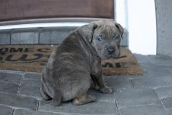 AKC & ICCF Registered Puppies