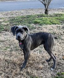 6 month old beautiful Cane Corso for sale
