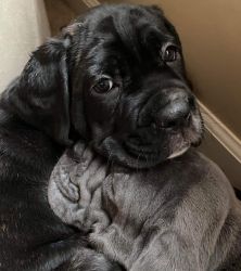 ICCF Cane Corso Male Puppy - Charles