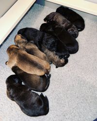 Iccf registered cane corso pups for sale
