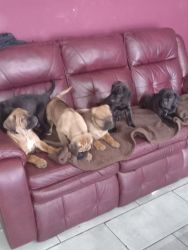 I have six Loving puppies. Great with kids
