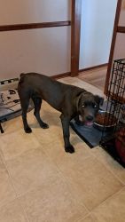 6 month old purebred Cane Corso for sale