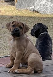 15 week old Male Fawn Cane Corso