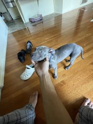 9 week old Cane Corso / Pitbull Mix for sale