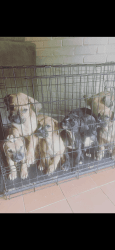 Corso Puppy For sale