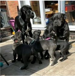 Cane Corso Puppies For Adoption