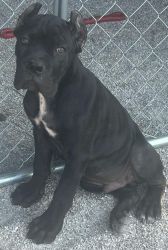 Cane Corso Pups Registered 2 Males