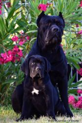 Cane Corso Puppies For Sale