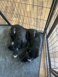 For sale two puppies left!!!