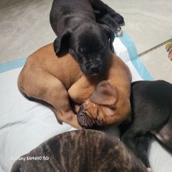 Cuddly Cane Corso/Pit puppies ready to go home.