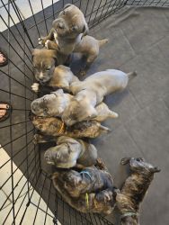 Cane Corso Pups