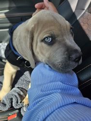 Young 11 week old Cane Corso