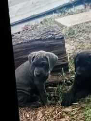 2 month old cane corso puppys