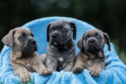 Cute Cane Corso Puppies